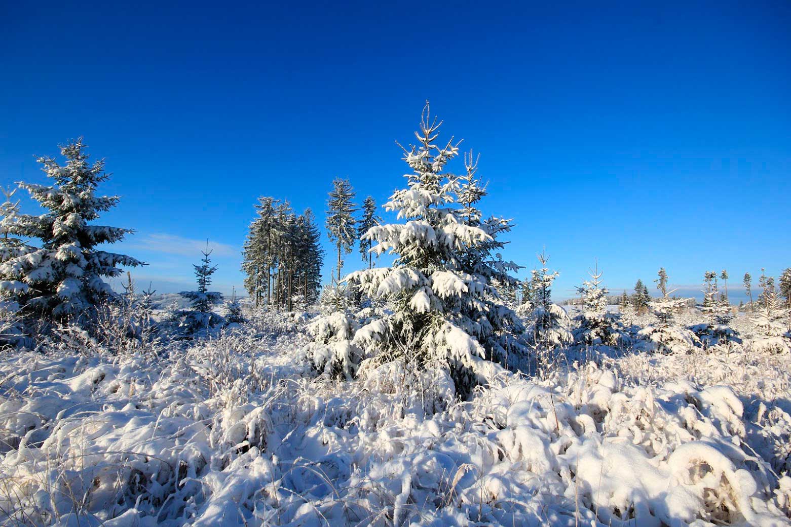 Marktgemeinde Kirchschlag (Waldviertel)